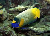 Blueface Angelfish