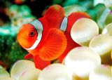 Spine-cheek Anemonefish