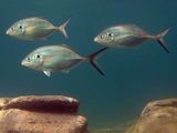 Silver Trevally