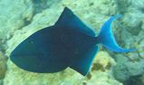 Redtooth Triggerfish