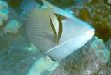 Boomerang Triggerfish