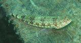 Variegated Lizardfish