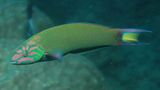 Moon Wrasse