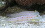 Orange-dashed Goby