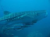 Whale Shark