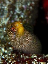 Abbott's Moray