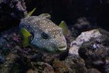 Stars and Stripes Toadfish