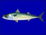 Blue Mackerel