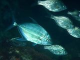 Blue Trevally