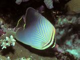 Eastern Triangular Butterflyfish