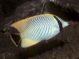 Chevroned Butterflyfish