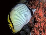 Vagabond Butterflyfish