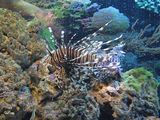 Common Lionfish