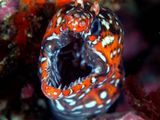 Dragon Moray Eel