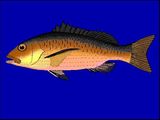 Red Bass