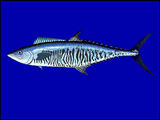 Narrow-barred Spanish Mackerel