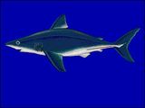 Porbeagle Shark