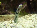 Spotted Garden Eel