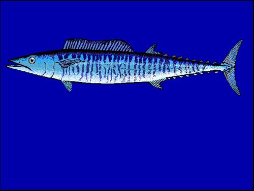 Wahoo | Acanthocybium solandri photo