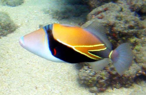 Wedge-tailed Triggerfish | Rhinecanthus rectangulus photo