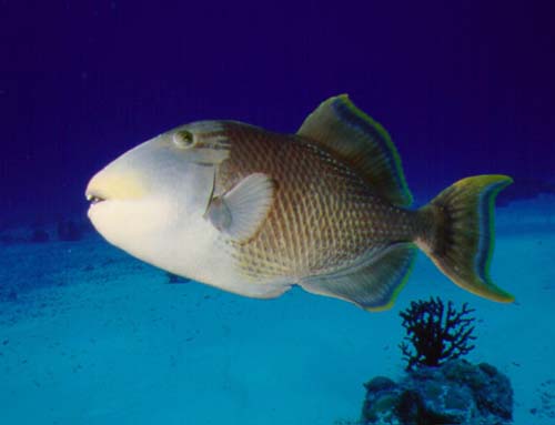 Yellowmargin Triggerfish | Pseudobalistes flavimarginatus photo