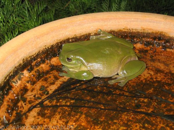 Green Tree Frog | Litoria caerulea photo