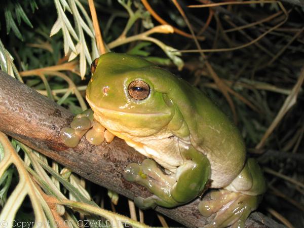 Green Tree Frog | Litoria caerulea photo