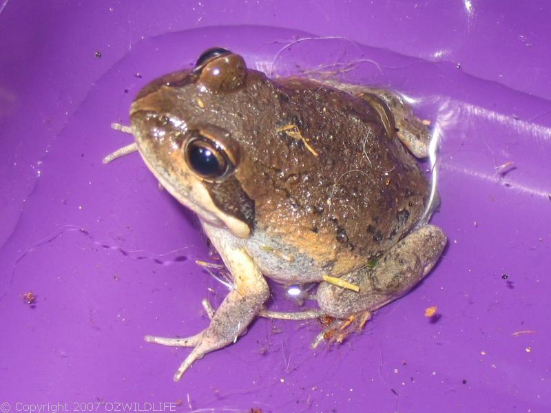 Northern Banjo Frog | Limnodynastes terraereginae photo