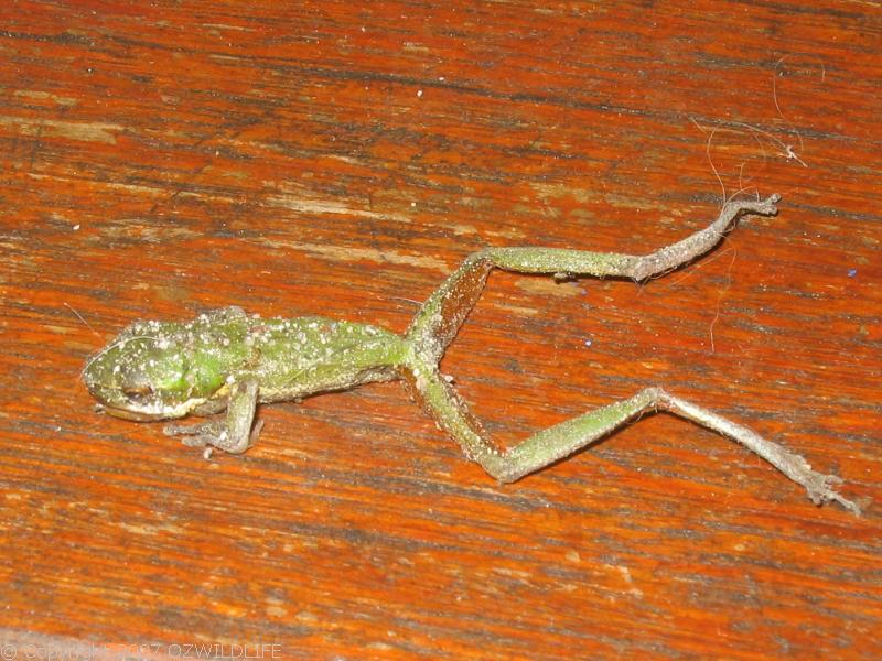 Eastern Dwarf Tree Frog | Litoria fallax photo