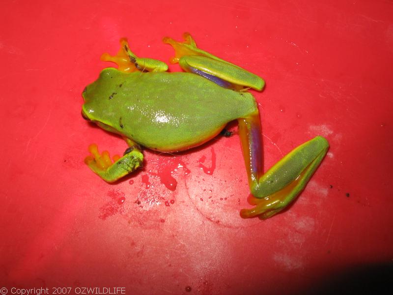 Dainty Tree Frog | Litoria gracilenta photo
