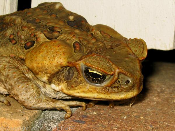 Cane Toad | Bufo marinus photo