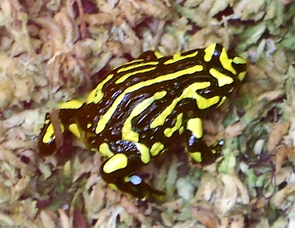 Corroboree Frog | Pseudophryne corroboree photo