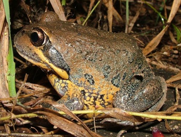 Northern Banjo Frog | Limnodynastes terraereginae photo