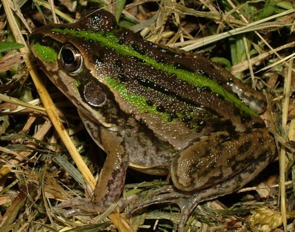 Striped Burrowing Frog | Litoria alboguttata photo