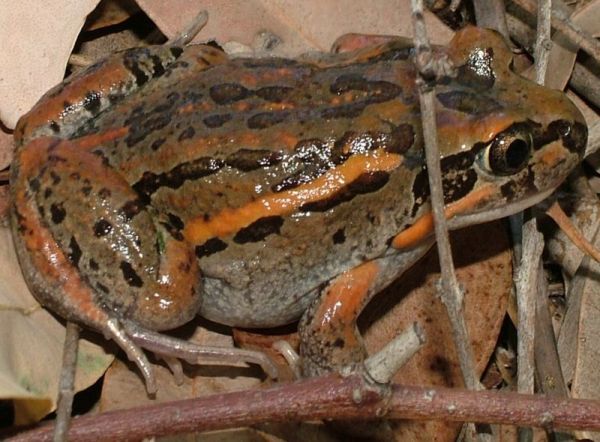 Salmon-striped Frog | Limnodynastes salmini photo