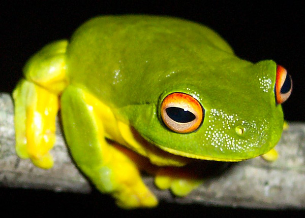 Red-eyed Tree Frog | Litoria chloris photo