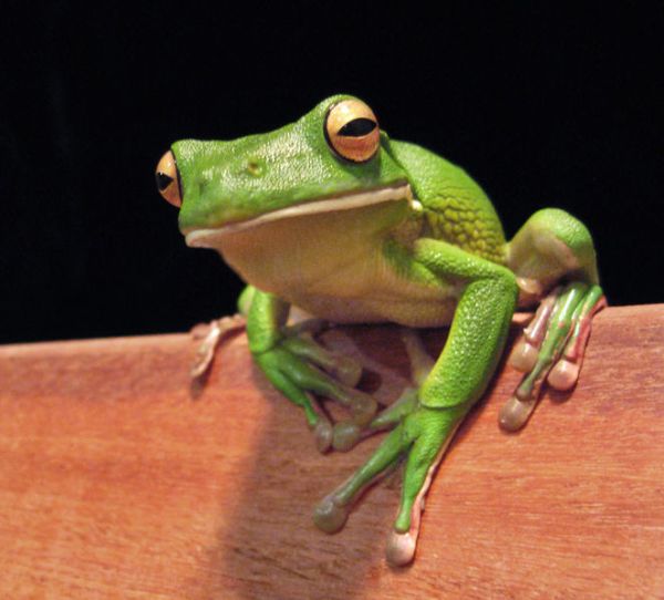 Giant Tree Frog | Litoria infrafrenata photo