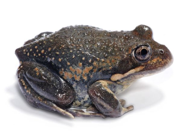 Eastern Banjo Frog | Limnodynastes dumerili photo