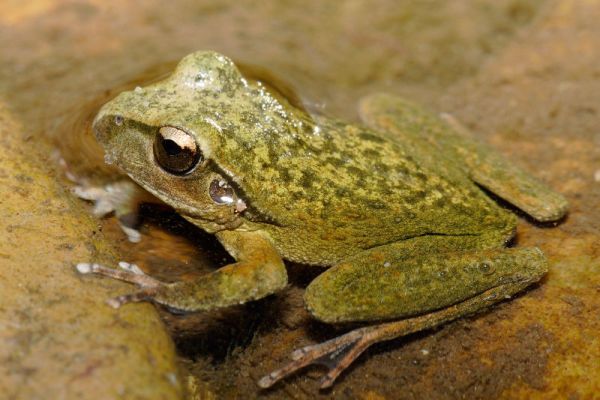 Lesueur's Tree Frog | Litoria lesueuri photo