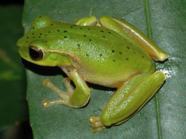 Mountain Stream Tree Frog | Litoria barringtonensis photo