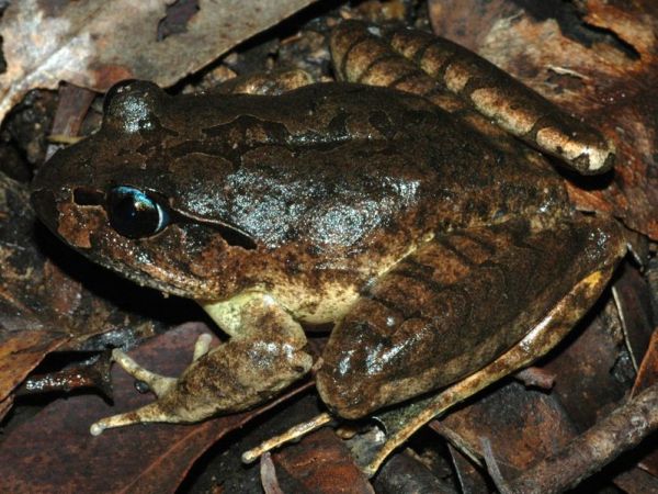 Southern Barred Frog | Mixophyes balbus photo