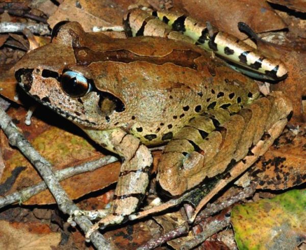 Fleay's Barred Frog | Mixophyes fleayi photo