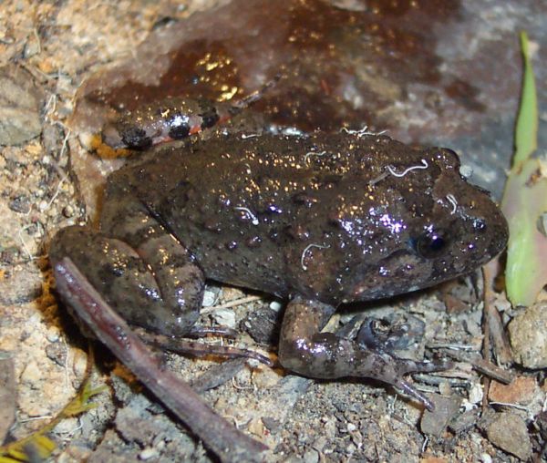 Tusked Frog | Adelotus brevis photo