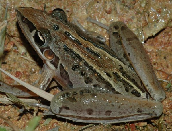 Rocket Frog | Litoria nasuta photo