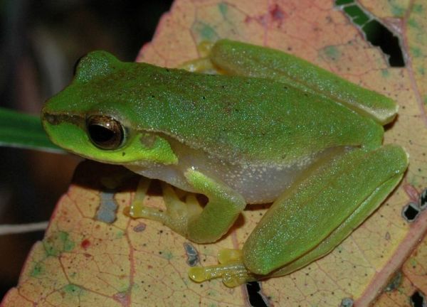 Pearson's Tree Frog | Litoria pearsoniana photo