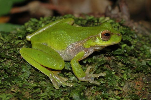 Pearson's Tree Frog | Litoria pearsoniana photo