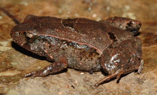 Pouched Frog | Assa darlingtoni photo