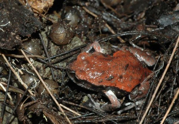 Red-backed Toadlet | Pseudophryne coriacea photo