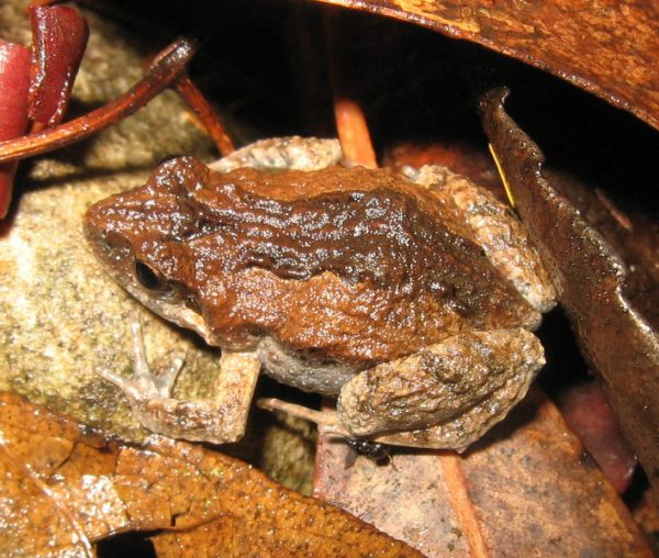 Eastern Common Froglet | Crinia signifera photo