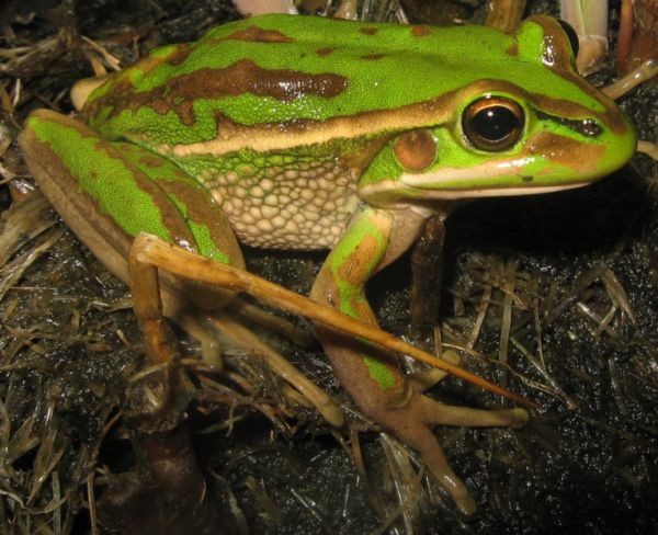 Green and Golden Bell Frog | Litoria aurea photo